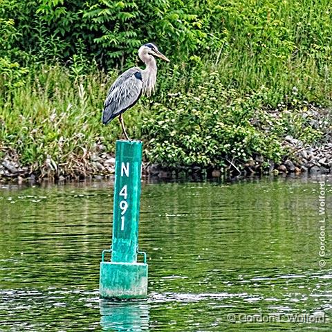 Great Blue Heron On A Green Channel Marker_P1150554.jpg - Great Blue Heron (Ardea herodias) photographed along the Rideau Canal Waterway at Smiths Falls, Ontario, Canada.
